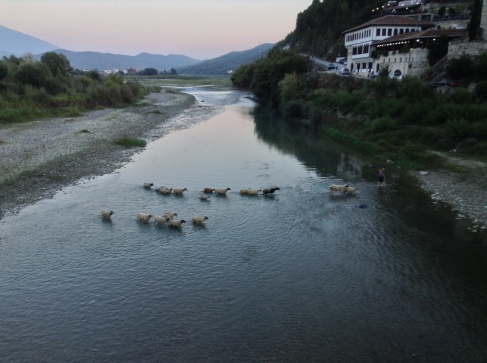 Sheep and shepherd crossing the river in the middle of town